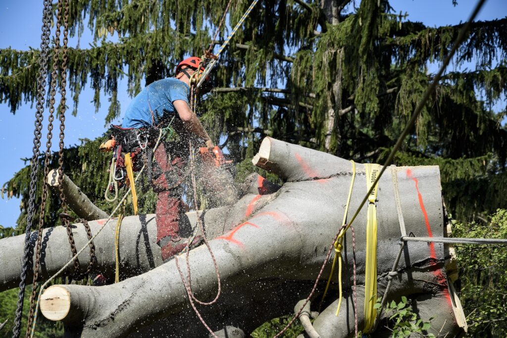 Großbaum Abtragung Baumschnitt