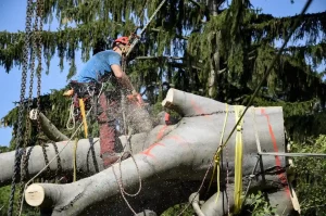 baumabtragung baumrodung großbaum klissenbauer