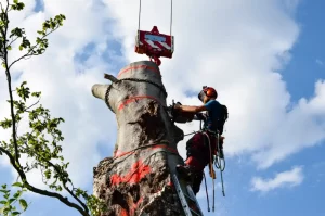 Baumschnitt Baumpflege Klissenbauer