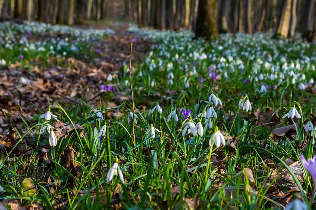 Viele Schneeglöckchen im Wald