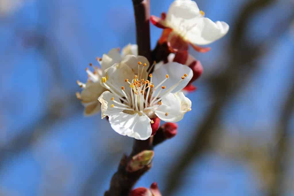 Blühender Marillenbaum mit weißer Blüte