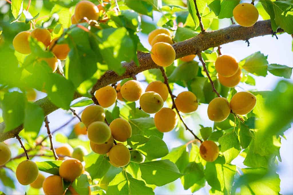 Marillenbaum mit orangenen Früchten