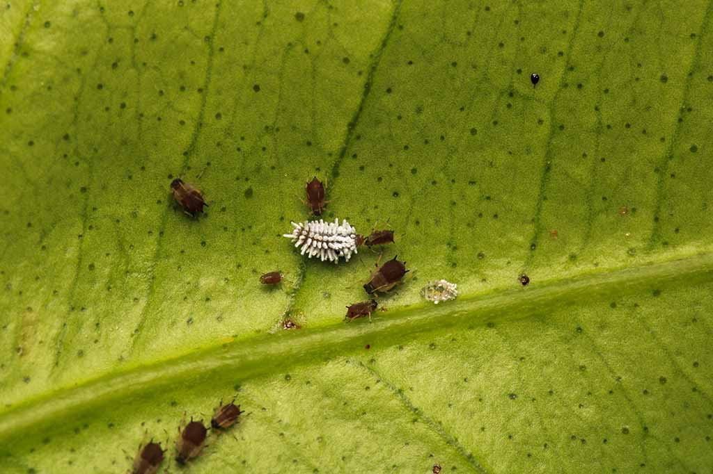 Blattläuse auf einem Blatt im Garten